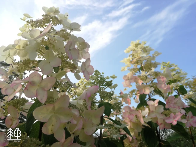 Hydrangea paniculata   'Unique'